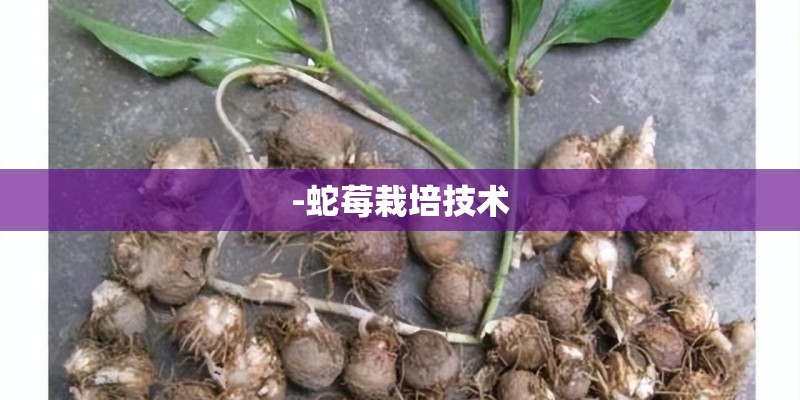 -蛇莓栽培技术