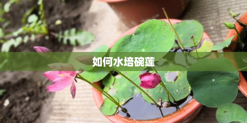 如何水培碗莲