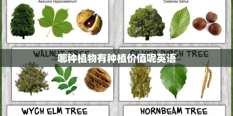 哪种植物有种植价值呢英语 哪种植物有种植价值呢英语