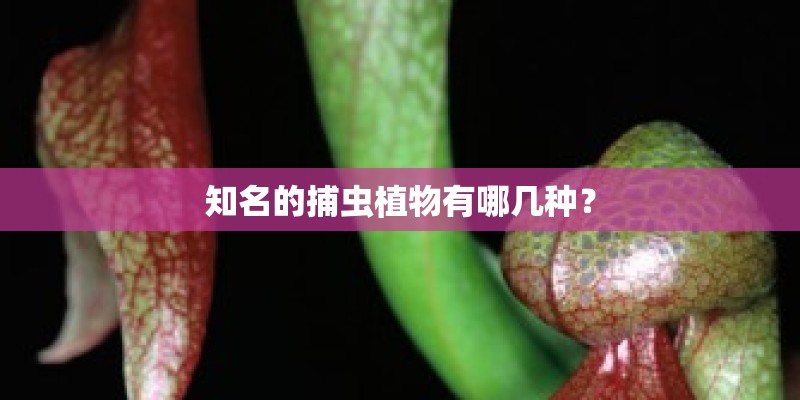 知名的捕虫植物有哪几种？