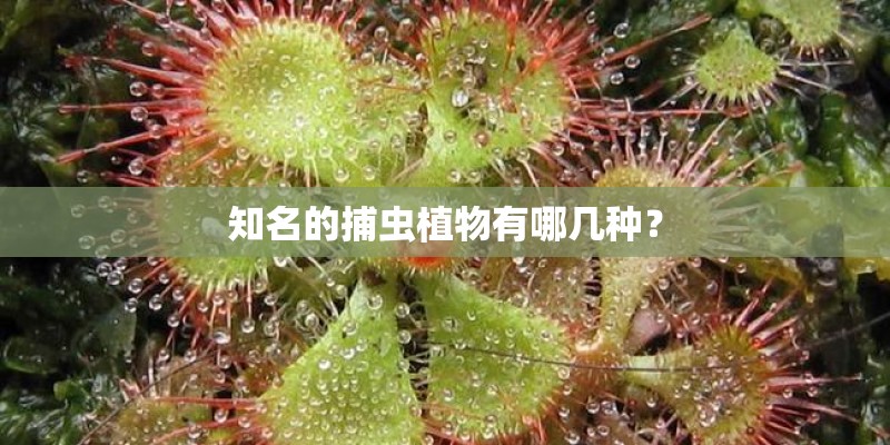 知名的捕虫植物有哪几种？