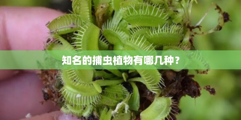 知名的捕虫植物有哪几种？
