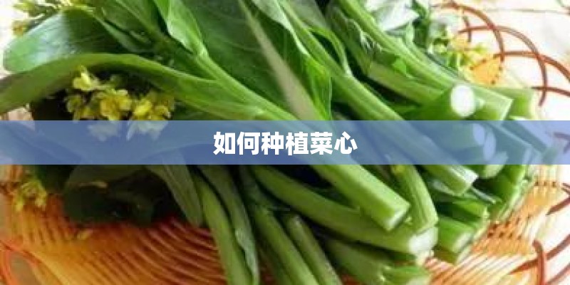 如何种植菜心