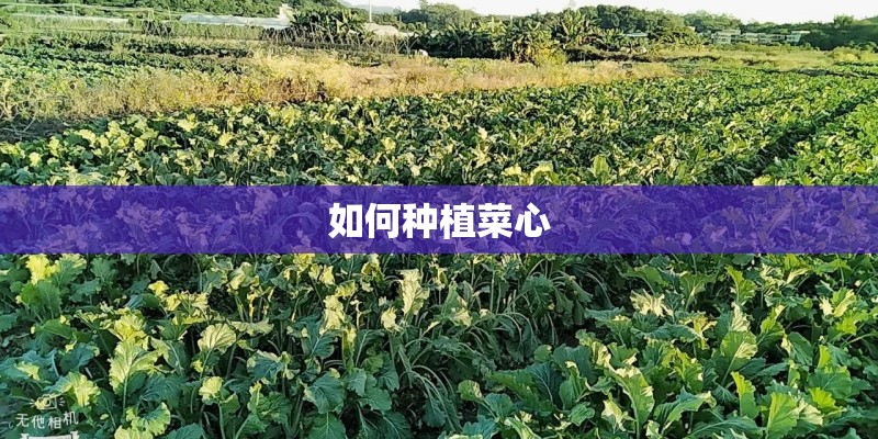 如何种植菜心