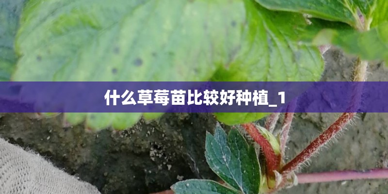 什么草莓苗比较好种植_1