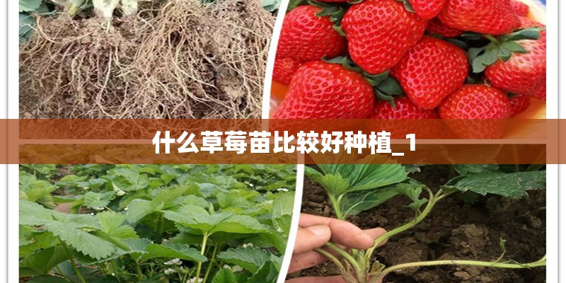 什么草莓苗比较好种植_1