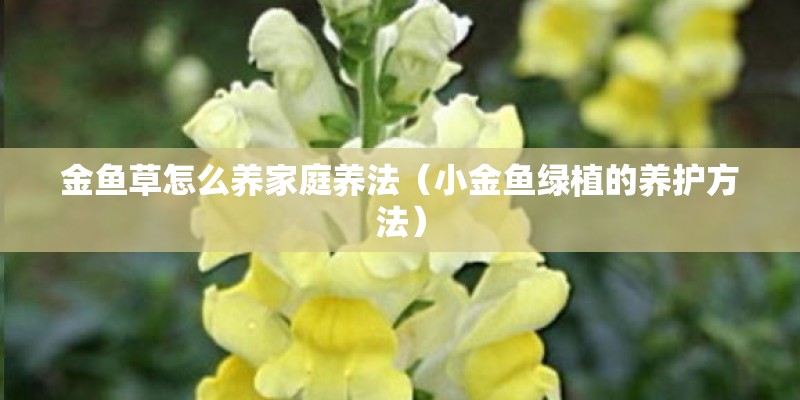 金鱼草怎么养家庭养法（小金鱼绿植的养护方法）