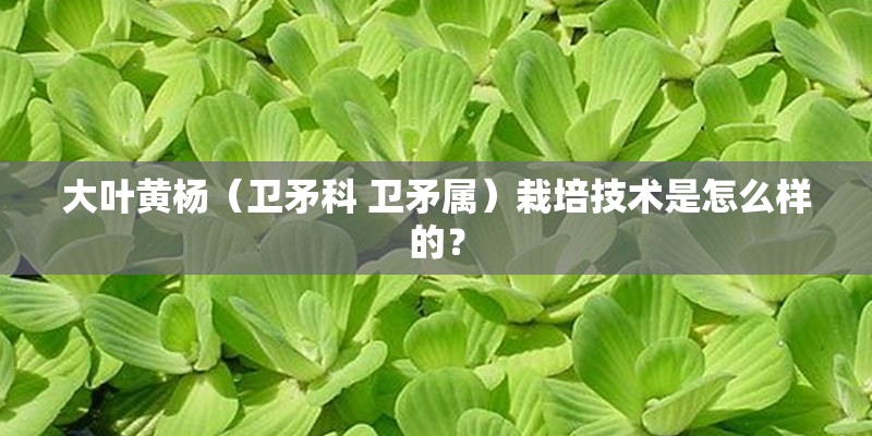 大叶黄杨（卫矛科 卫矛属）栽培技术是怎么样的？