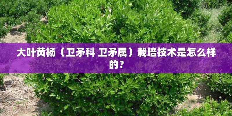 大叶黄杨（卫矛科 卫矛属）栽培技术是怎么样的？