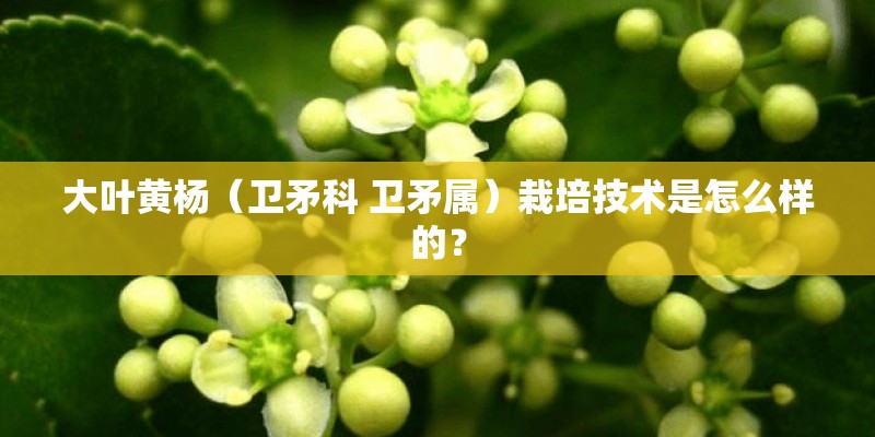 大叶黄杨（卫矛科 卫矛属）栽培技术是怎么样的？