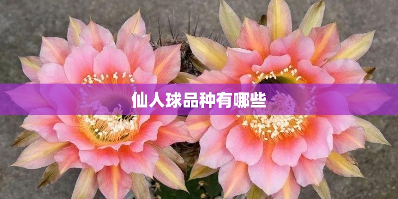 仙人球品种有哪些
