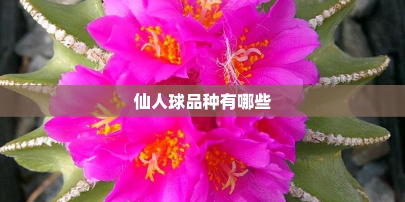 仙人球品种有哪些