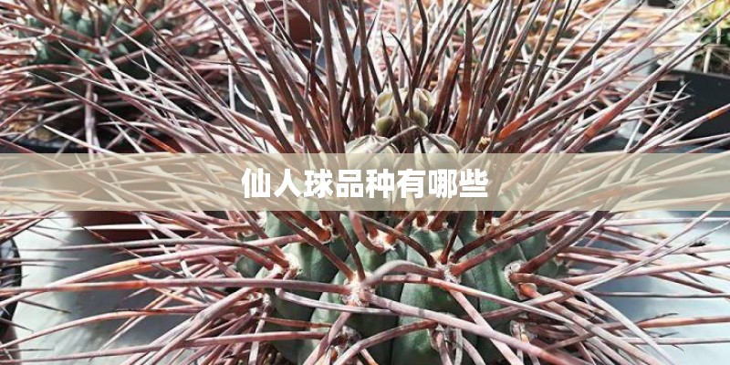 仙人球品种有哪些