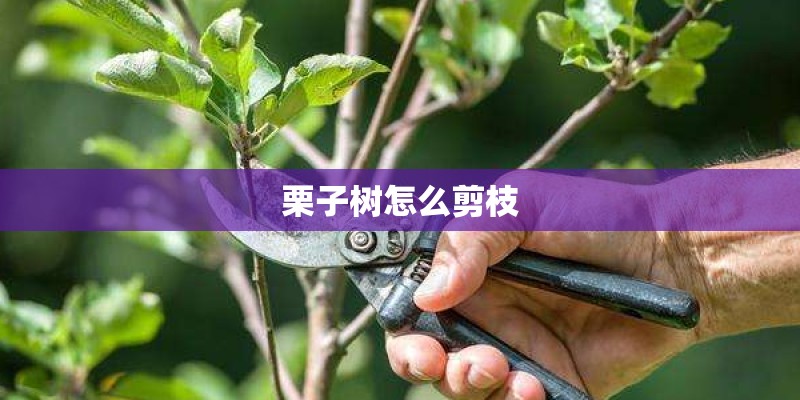 栗子树怎么剪枝