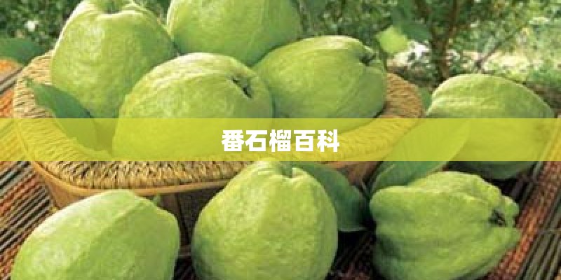 番石榴百科