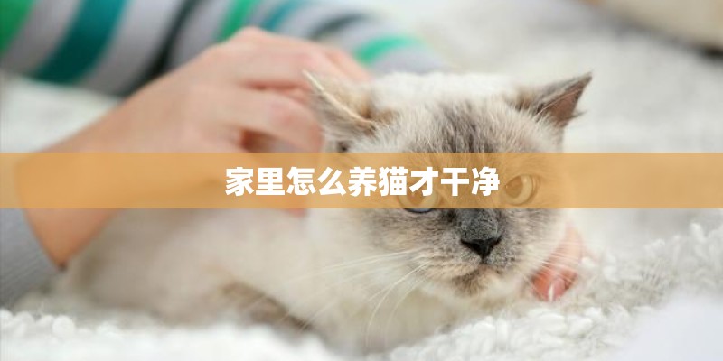 家里怎么养猫才干净