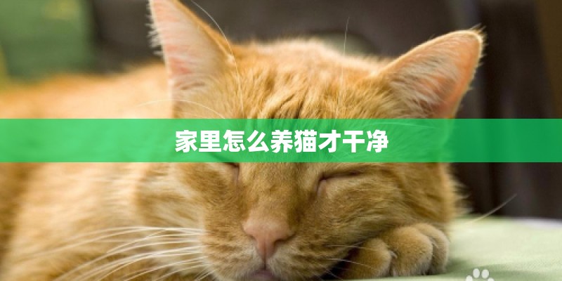家里怎么养猫才干净