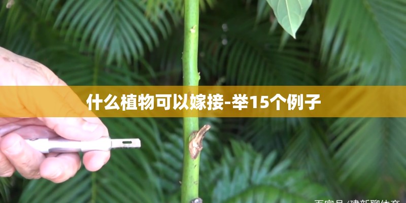 什么植物可以嫁接-举15个例子