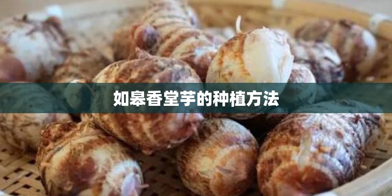 如皋香堂芋的种植方法
