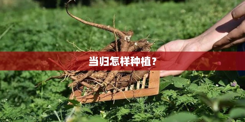 当归怎样种植？