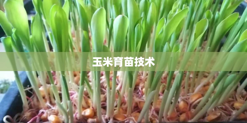 玉米育苗技术