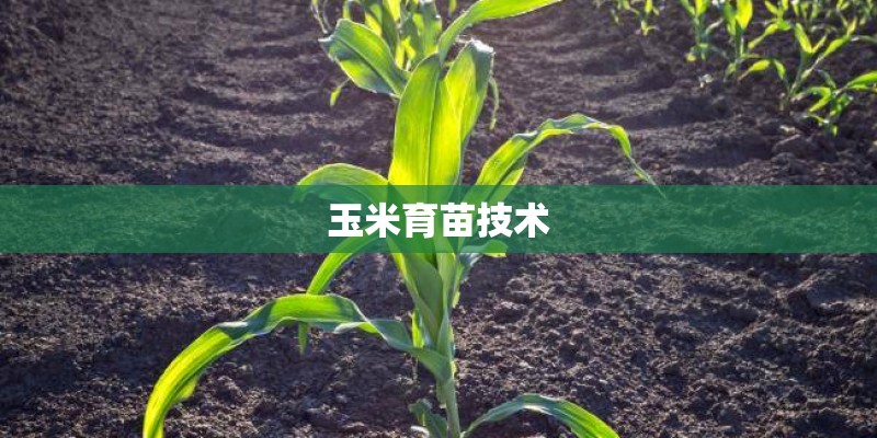 玉米育苗技术