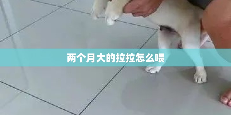两个月大的拉拉怎么喂