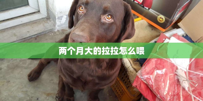 两个月大的拉拉怎么喂