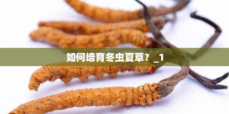 如何培育冬虫夏草？_1