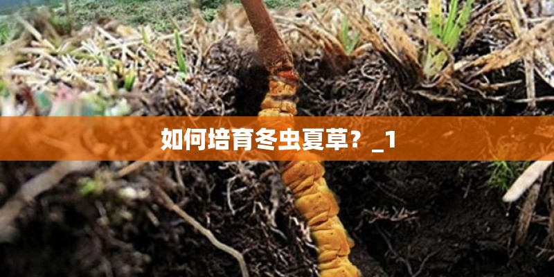 如何培育冬虫夏草?_1 如何培育冬虫夏草?_1