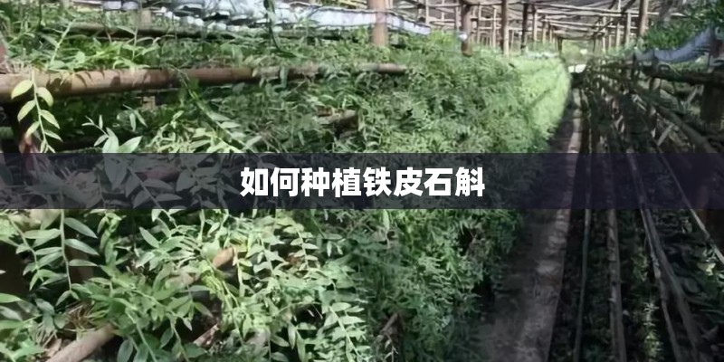 如何种植铁皮石斛
