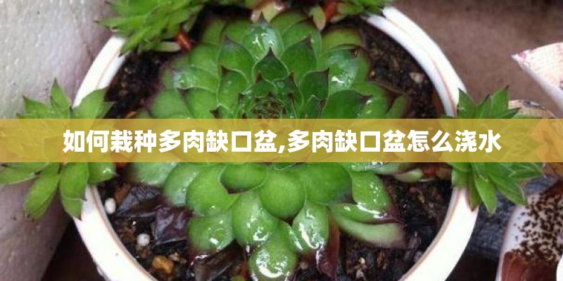 如何栽种多肉缺口盆,多肉缺口盆怎么浇水