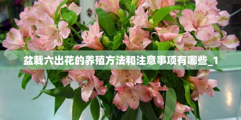 盆栽六出花的养殖方法和注意事项有哪些_1