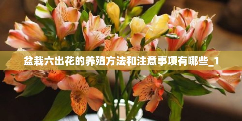 盆栽六出花的养殖方法和注意事项有哪些_1