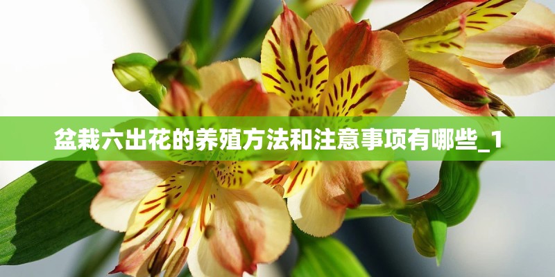 盆栽六出花的养殖方法和注意事项有哪些_1