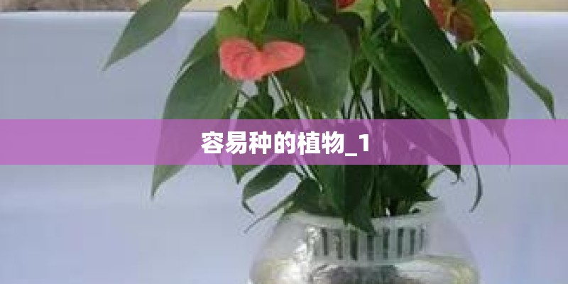 容易种的植物_1 容易种的植物_1