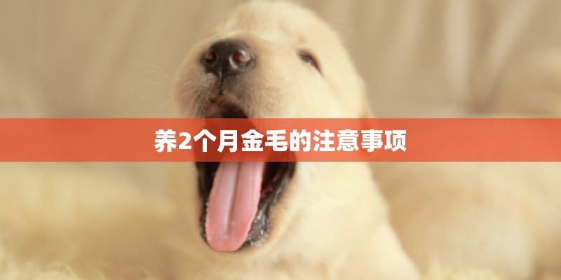 养2个月金毛的注意事项 养2个月金毛的注意事项
