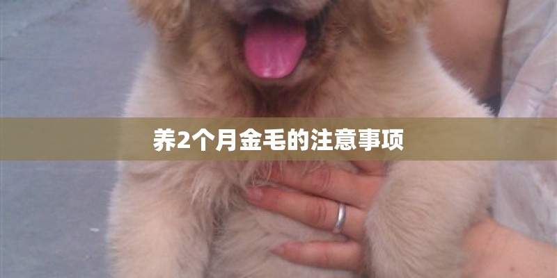 养2个月金毛的注意事项 养2个月金毛的注意事项