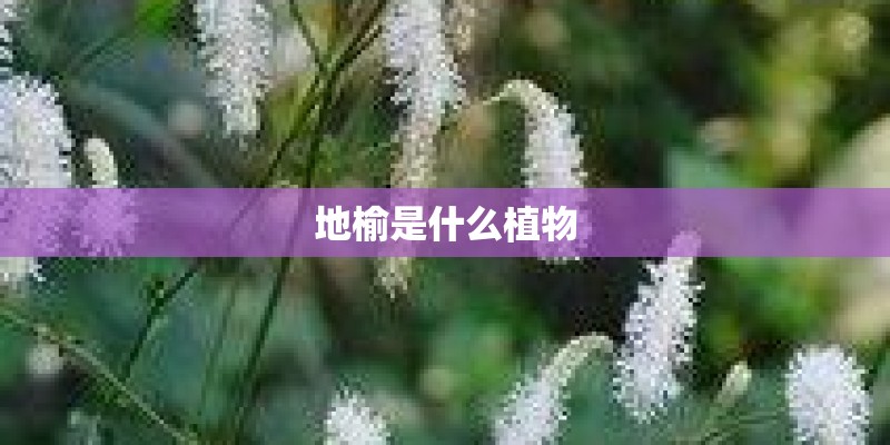 地榆是什么植物 地榆是什么植物