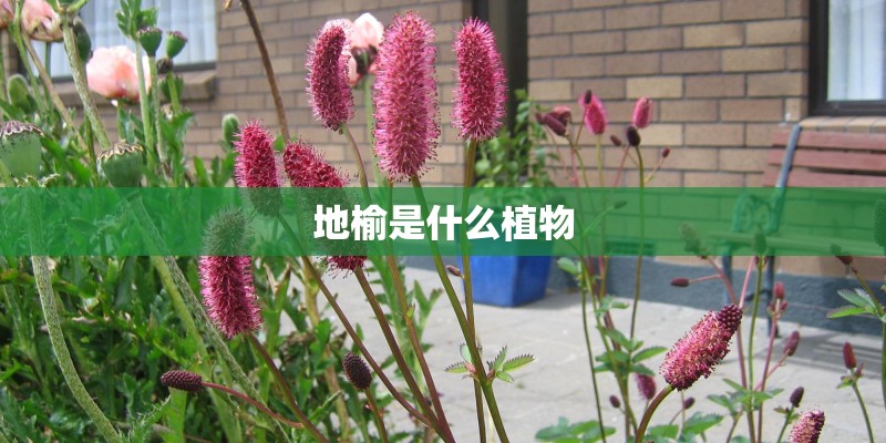 地榆是什么植物 地榆是什么植物