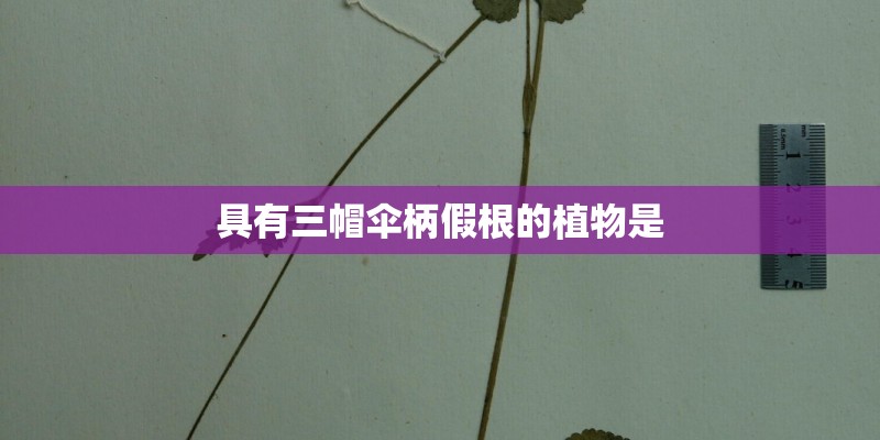 具有三帽伞柄假根的植物是