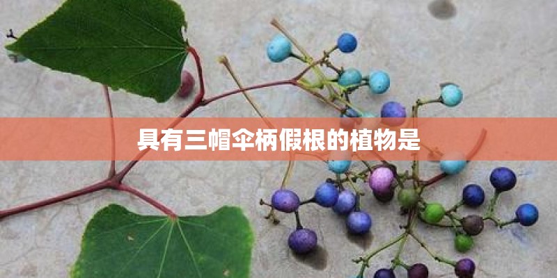 具有三帽伞柄假根的植物是