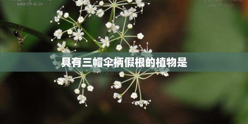 具有三帽伞柄假根的植物是