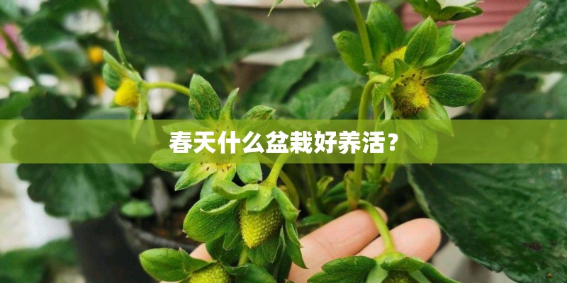 春天什么盆栽好养活？