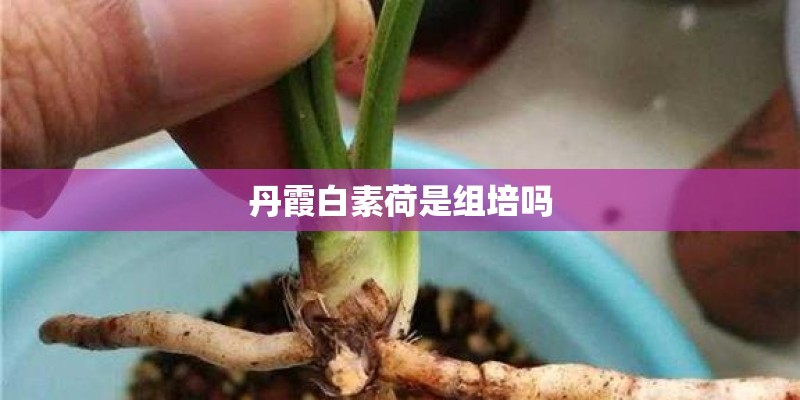 丹霞白素荷是组培吗