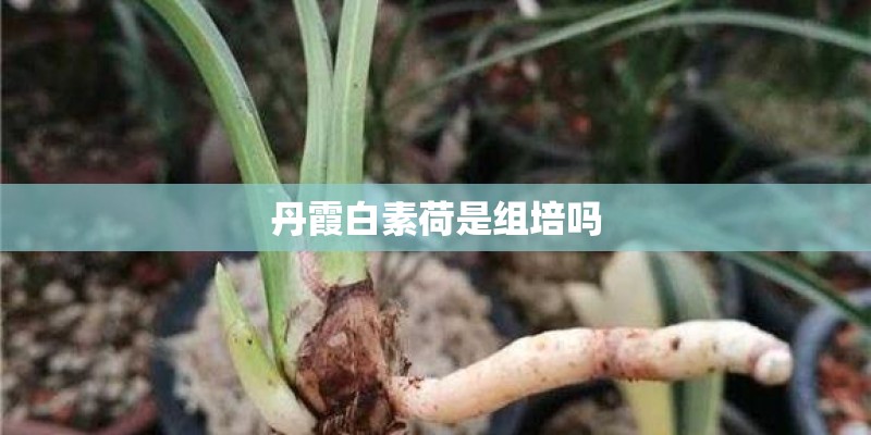 丹霞白素荷是组培吗