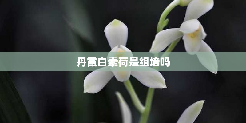丹霞白素荷是组培吗
