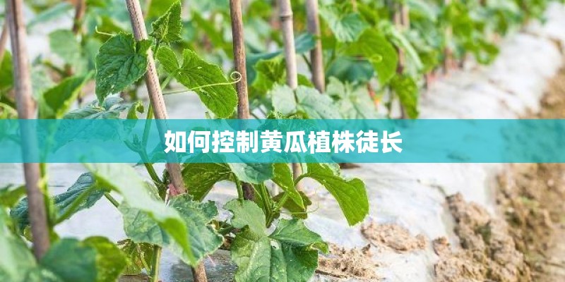 如何控制黄瓜植株徒长