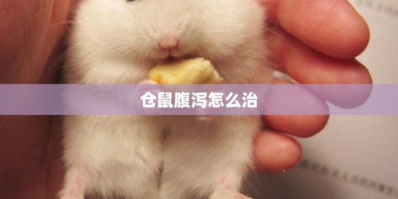 仓鼠腹泻怎么治