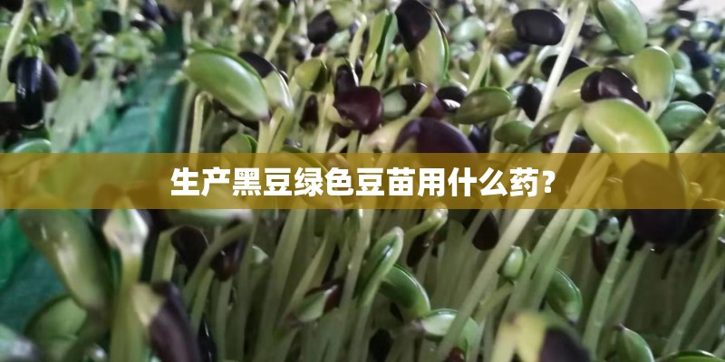生产黑豆绿色豆苗用什么药？